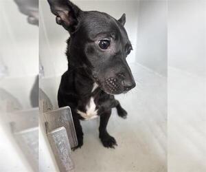 Chihuahua Dogs for adoption in Houston, TX, USA