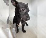Small Chihuahua