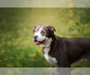 Mastiff-Siberian Husky Mix Dogs for adoption in Belleville, IL, USA