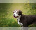 Small Mastiff-Siberian Husky Mix
