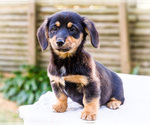 Puppy Coco Dorgi