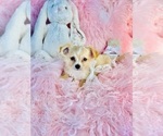 Small #8 Chihuahua