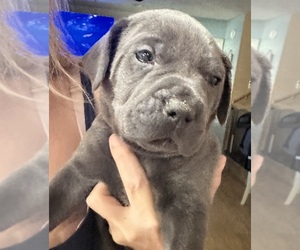 Cane Corso-Daniff Mix Puppy for sale in WARSAW, IN, USA