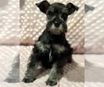Puppy Cinna Schnauzer (Miniature)