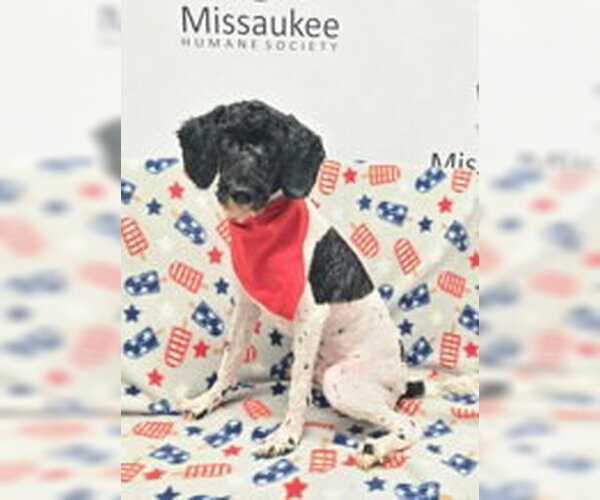 Medium Photo #1 Poodle (Miniature) Puppy For Sale in Lake City, MI, USA