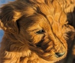 Puppy MAX Goldendoodle-Poodle (Standard) Mix