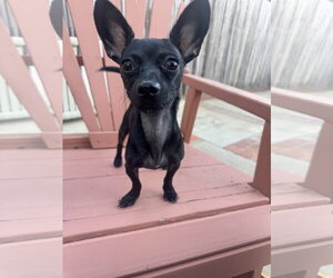 Buddy - Male Chihuahua Dog for Adoption - Photo #2