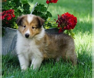 Collie Puppy for sale in FREDERICKSBG, OH, USA