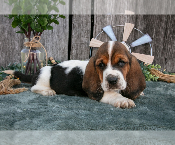 Medium Photo #27 Basset Hound Puppy For Sale in FRESNO, OH, USA