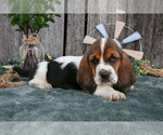Small Photo #27 Basset Hound Puppy For Sale in FRESNO, OH, USA