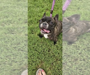 French Bulldog Puppy for sale in EVANS, GA, USA