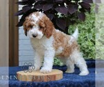 Small #2 Cavapoo (Miniature)