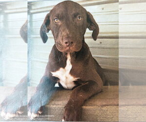 Labrador Retriever-Unknown Mix Dogs for adoption in Sterling, MA, USA