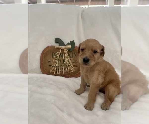 Medium Photo #4 Goldendoodle Puppy For Sale in MODESTO, CA, USA