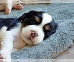 Small #3 English Springer Spaniel