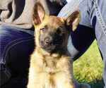 Puppy M2 Belgian Malinois