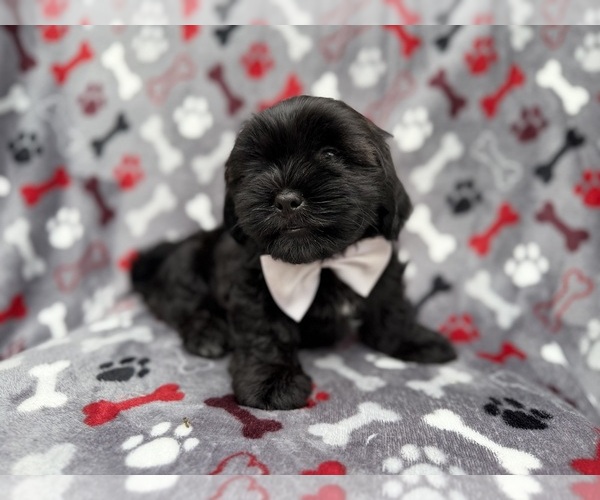 Medium Photo #8 Zuchon Puppy For Sale in LAKELAND, FL, USA