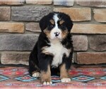 Small #1 Bernese Mountain Dog