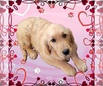 Puppy Winton Golden Retriever