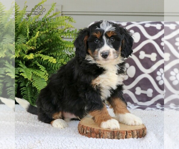 Medium Photo #2 Bernedoodle (Miniature) Puppy For Sale in NARVON, PA, USA