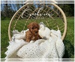 Small Photo #6 Poodle (Toy) Puppy For Sale in NIANGUA, MO, USA