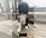 Small Photo #7 Poodle (Standard) Puppy For Sale in OLIN, IA, USA