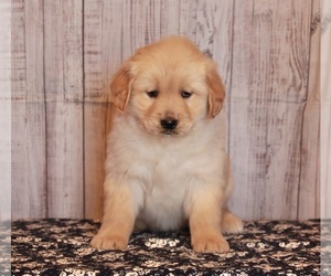 Golden Retriever Puppy for sale in APPLE CREEK, OH, USA