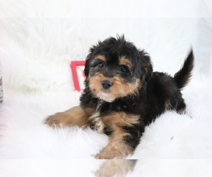 Aussie-Poo Puppy for sale in SHILOH, OH, USA