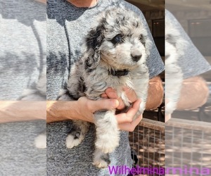 Medium Aussiedoodle