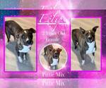 Small American Pit Bull Terrier Mix