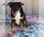 Small #1 Chihuahua