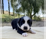Small #2 Australian Shepherd
