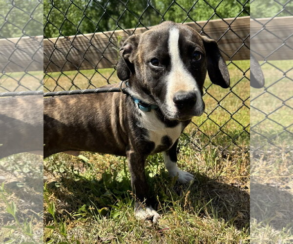 Medium Photo #3 Mutt Puppy For Sale in Tarrytown, GA, USA