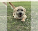 Small #5 Mutt