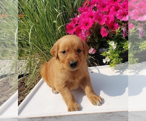 Medium Photo #2 Golden Retriever Puppy For Sale in SHERIDAN, MI, USA