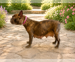 Small #1 French Bulldog Mix