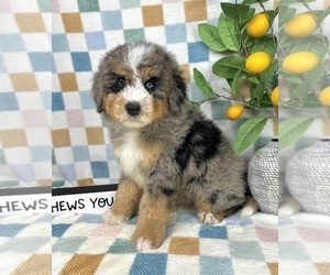 Bernedoodle (Miniature) Puppy for sale in FRANKLIN, IN, USA