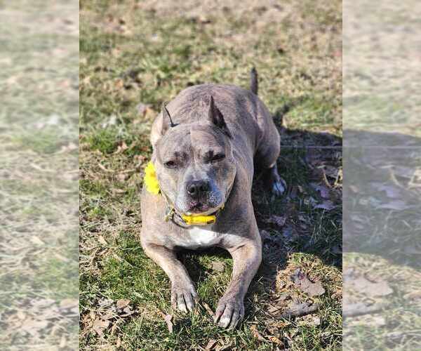 Medium Photo #21 American Pit Bull Terrier-American Staffordshire Terrier Mix Puppy For Sale in Wenonah, NJ, USA