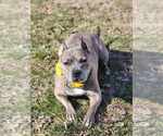 Small #20 American Pit Bull Terrier-American Staffordshire Terrier Mix
