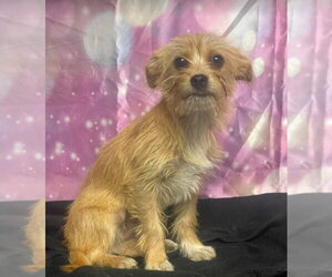 Mutt Dogs for adoption in Lakewood, CO, USA