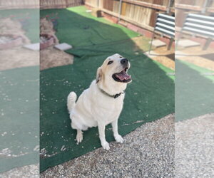 Anatolian Pyrenees Dogs for adoption in Escondido, CA, USA