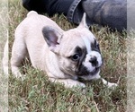 Litter of 5 - Female French BulldogLitter of Puppies for Sale - Photo #5