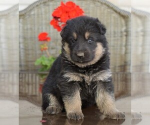 German Shepherd Dog Puppy for sale in FREDERICKSBG, OH, USA