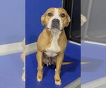 Sequoia - Female Labrador Retriever-Unknown Mix Dog for Adoption - Small photo