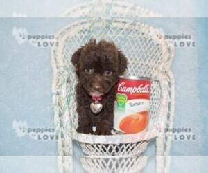 Poodle (Toy) Puppy for sale in SANGER, TX, USA