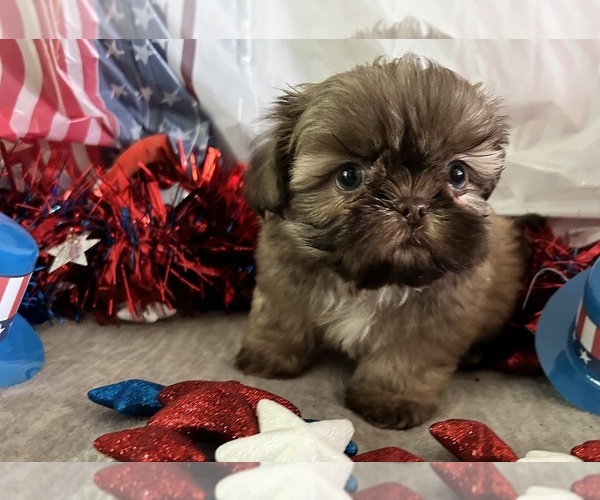 Medium Photo #10 Shih Tzu Puppy For Sale in DENTON, MD, USA