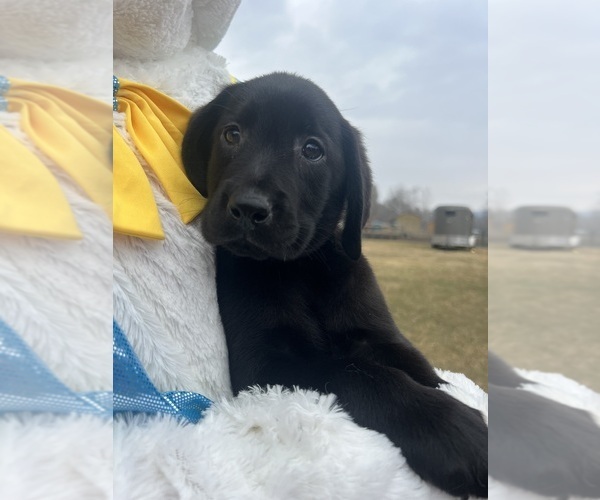 Medium Photo #2 Labrador Retriever Puppy For Sale in NEOLA, WV, USA