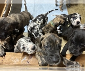 Great Dane Puppy for Sale in CLANTON, Alabama USA