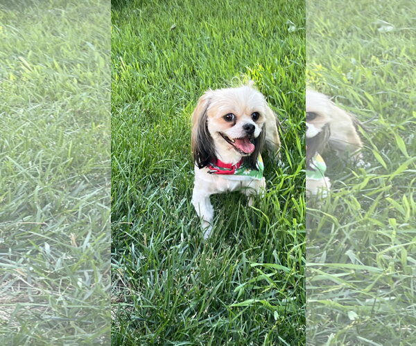 Medium Photo #3 Shih Tzu-Unknown Mix Puppy For Sale in New London, WI, USA