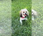 Small #2 Shih Tzu Mix